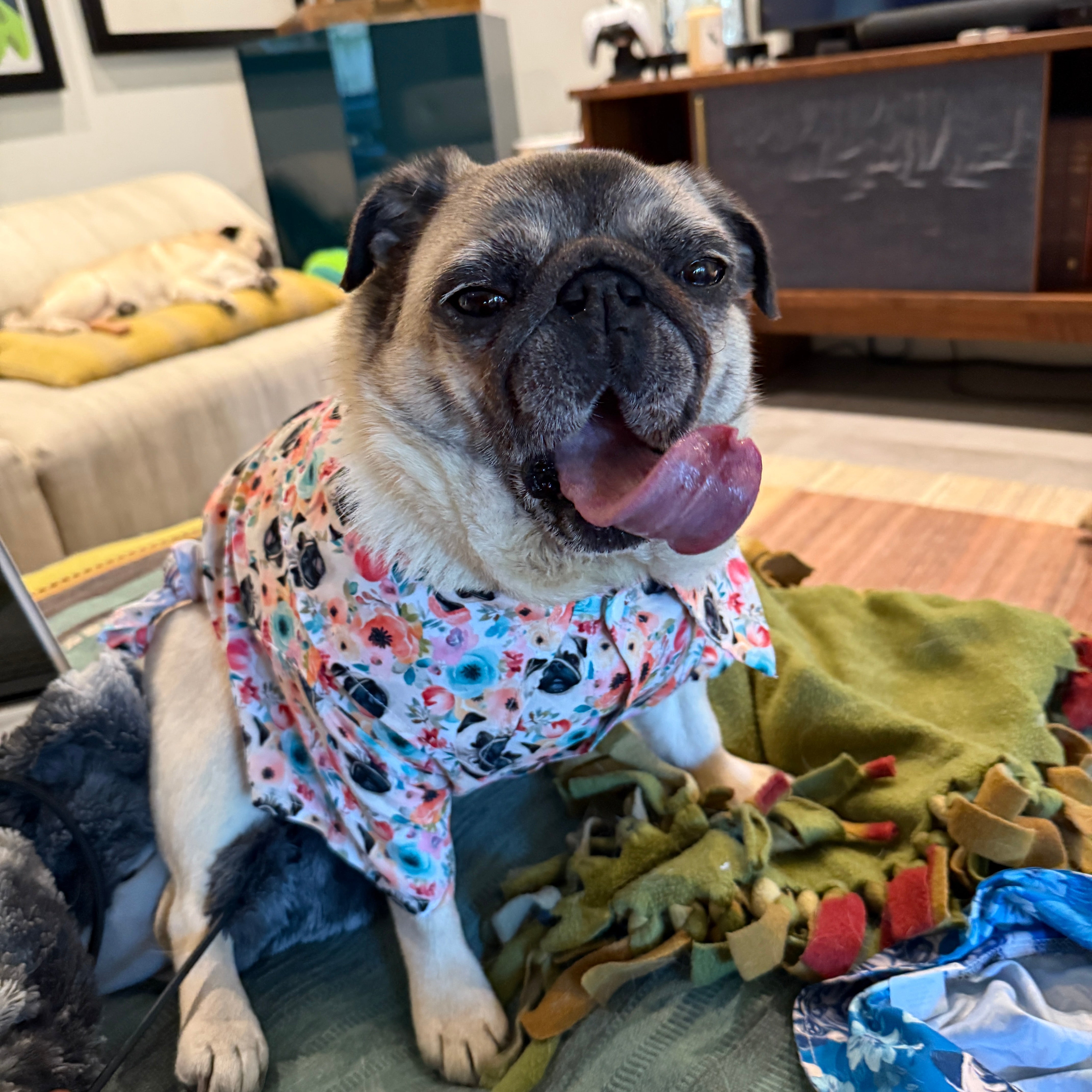 Keeping Pug Folds Clean – Pug Life, image size:4284x4284