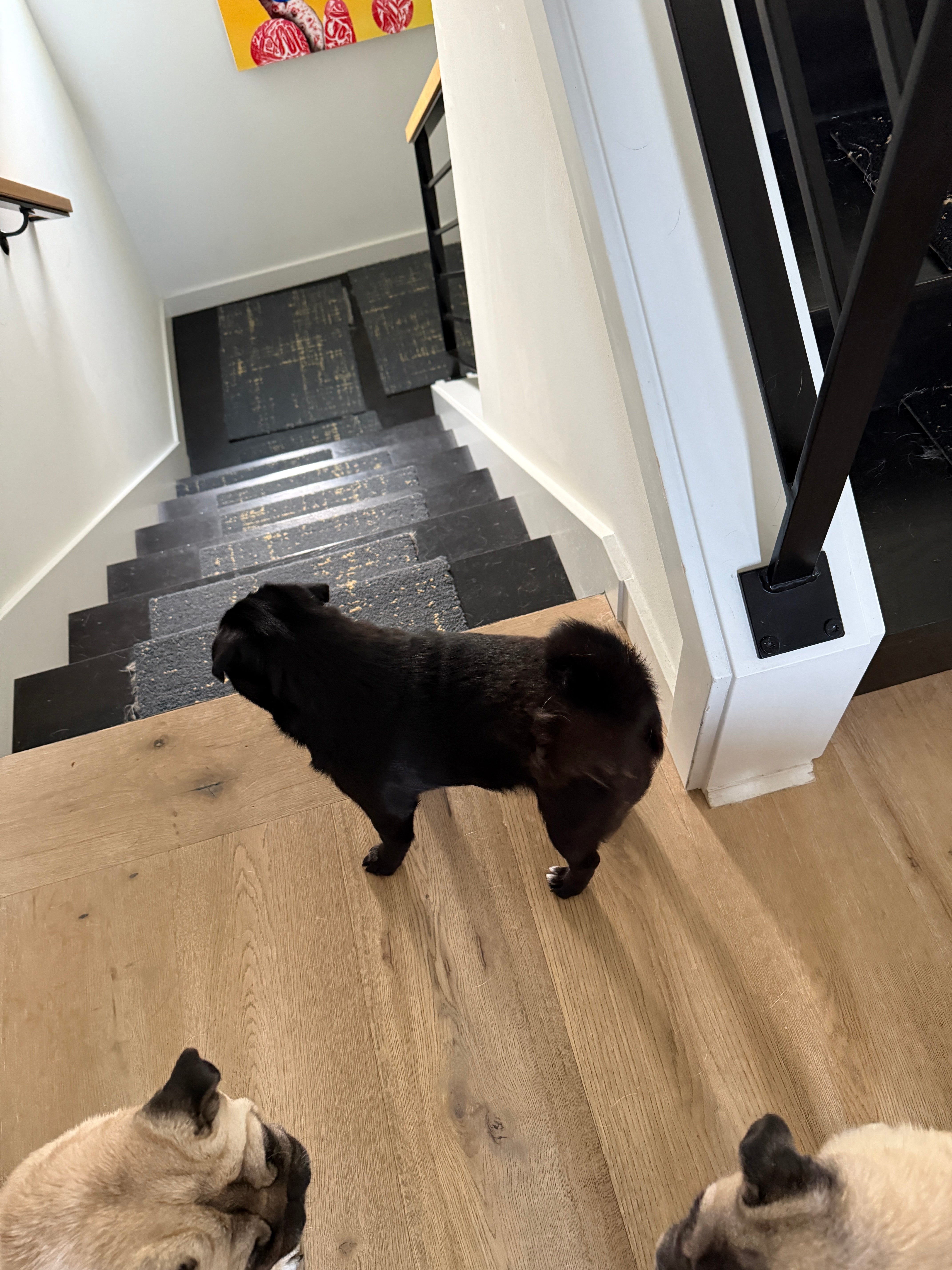 Who said black pugs shed less? Do the Pug Haus 4 agree? – Pug Life, image size:4284x5712