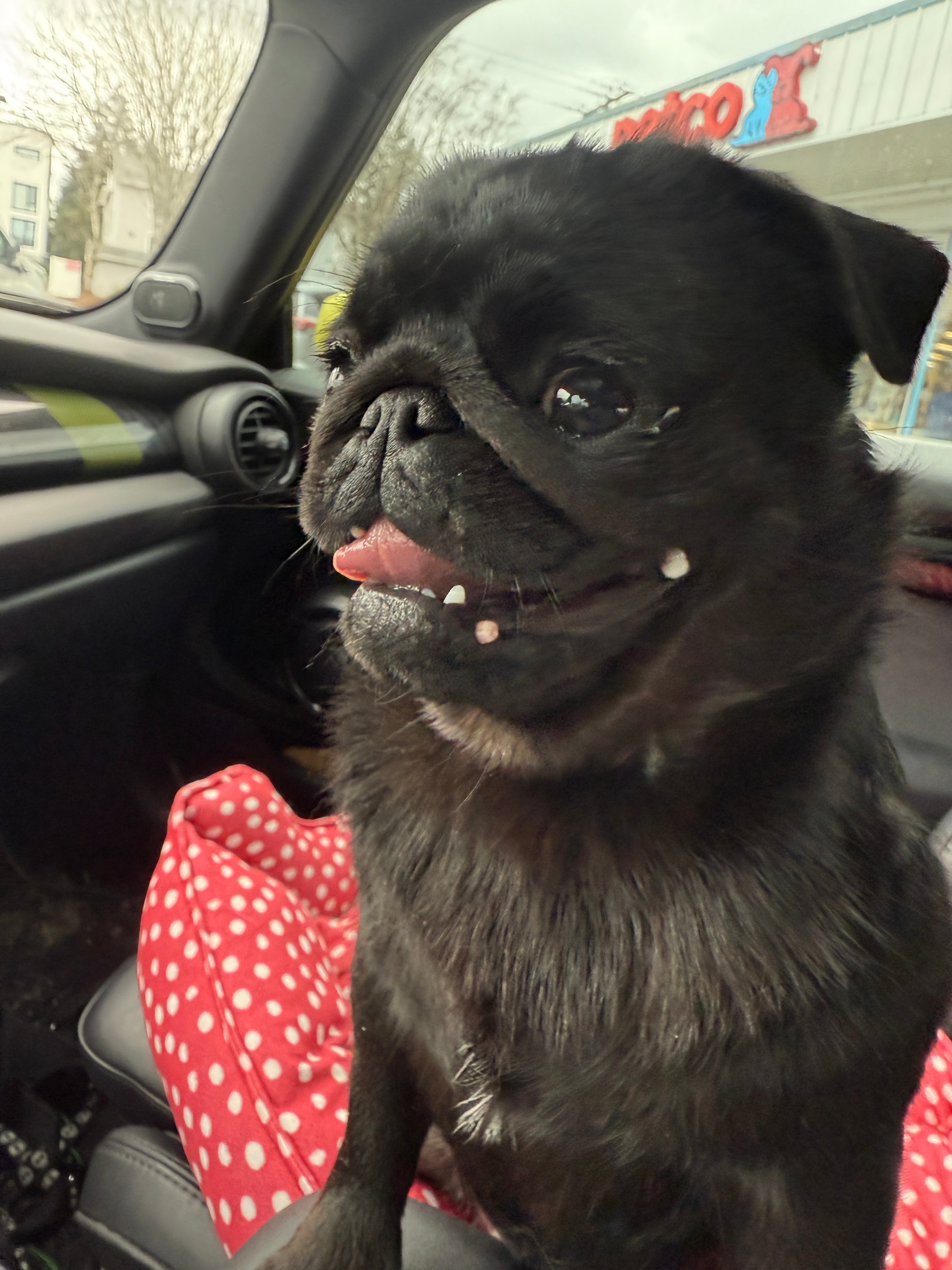 Pug vs French Bulldog: Complete Guide to Choosing Your Pup – SPARK PAWS, image size:3024x4032