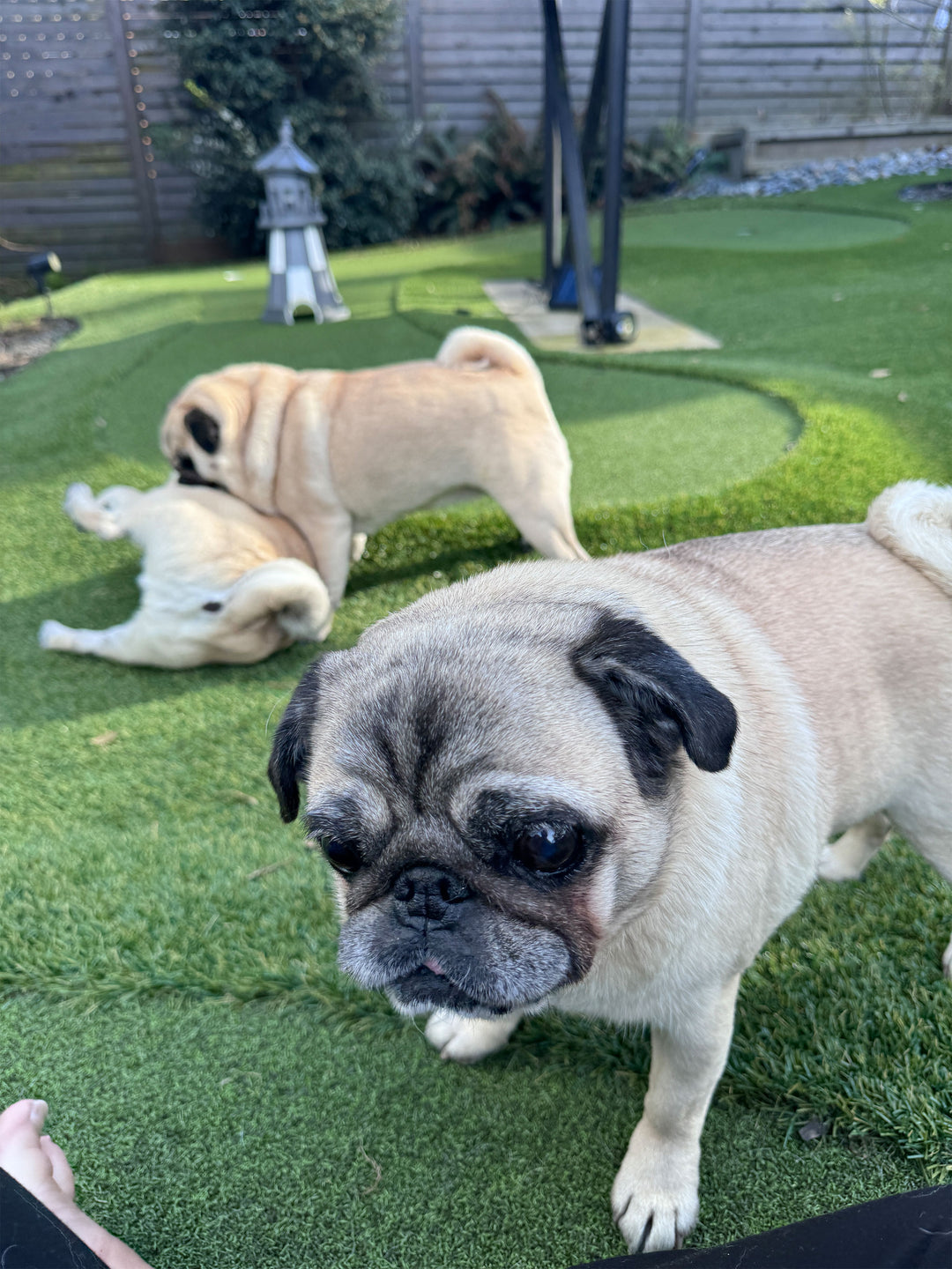 Suns out, Pugs Out
