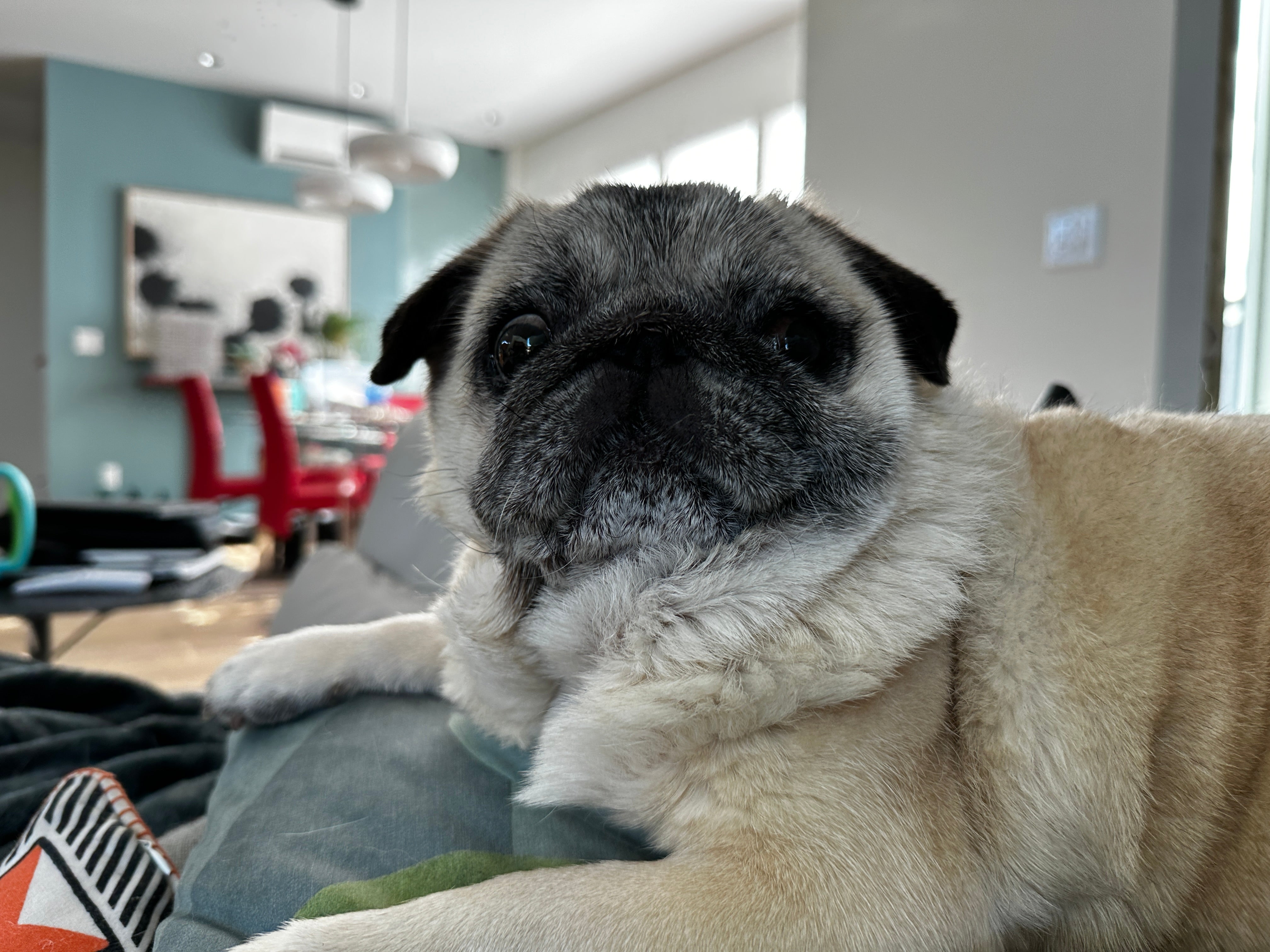 Lola's Got a Cough Pug Life