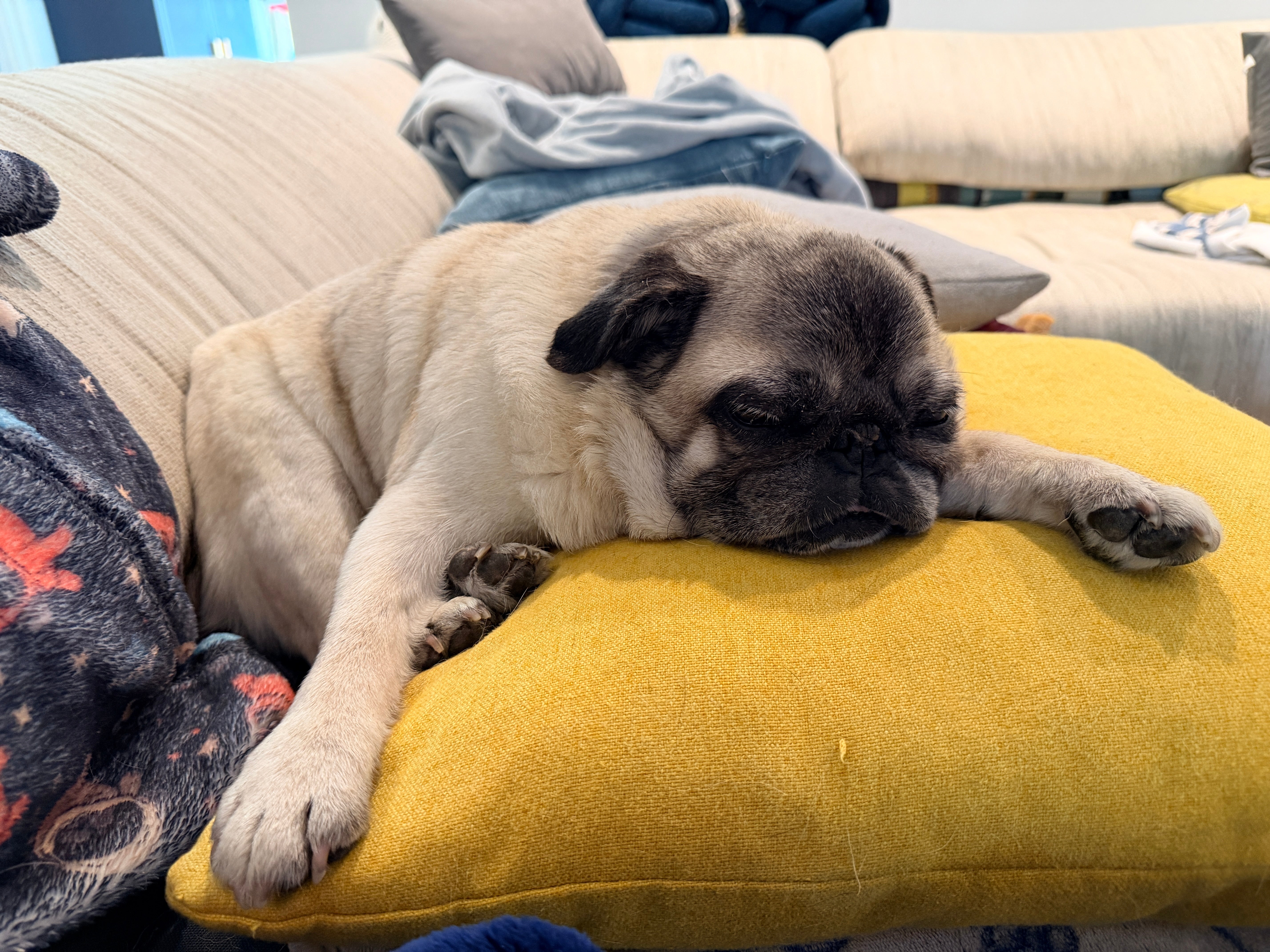 Lenore on a yellow pillow. The Space Pug Blanket is draped over the couch behind her.