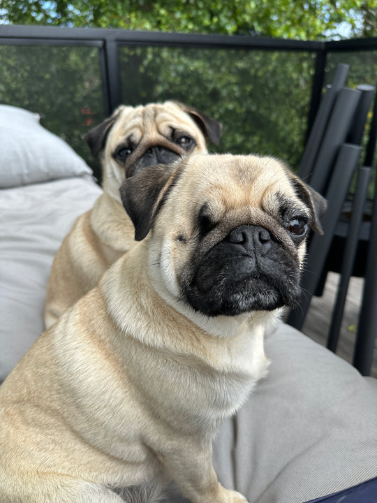 Sun's Out, Pugs Out