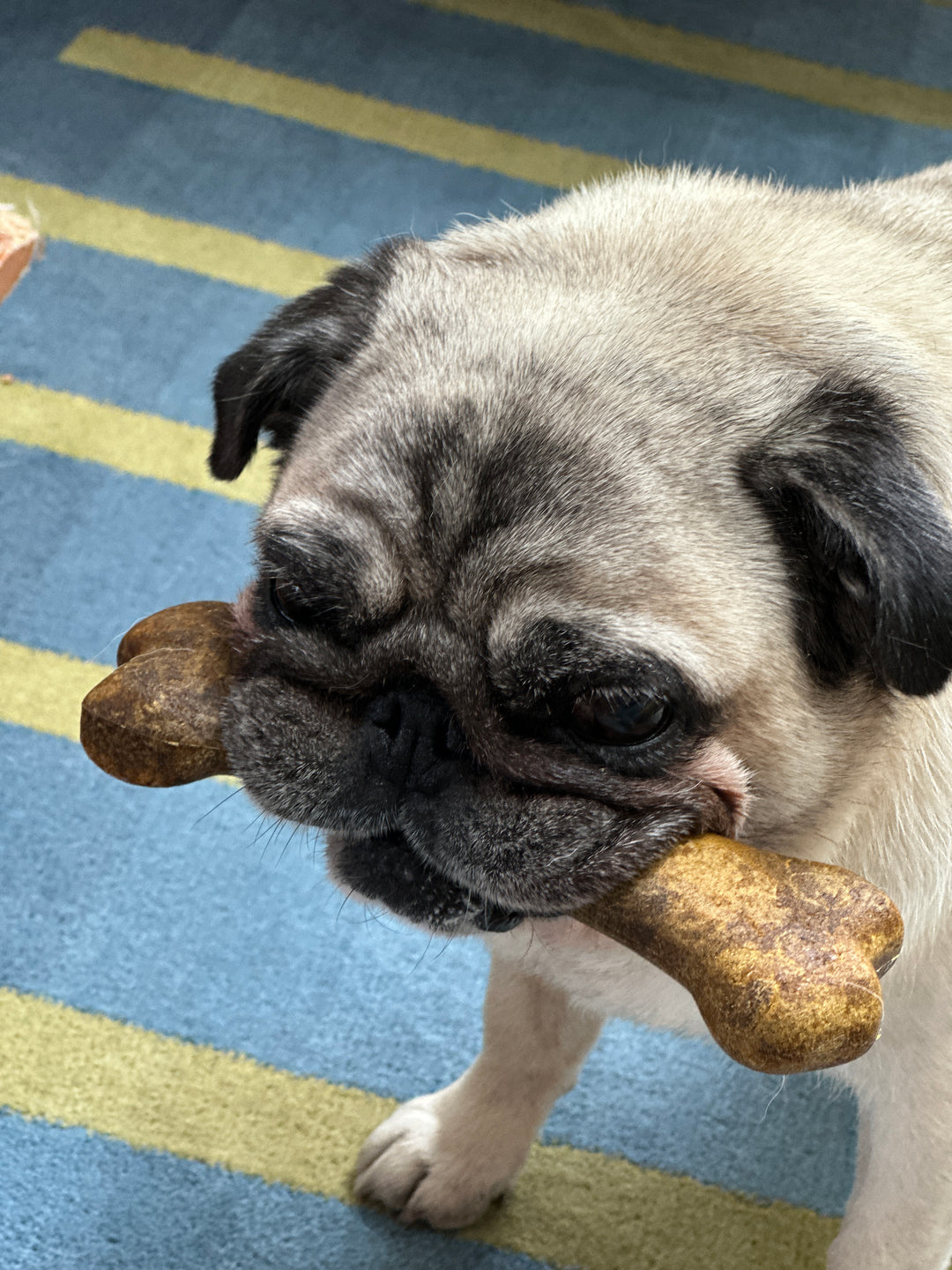 Lenore's got a bladder stone!