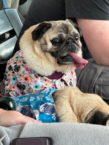 Discover Aloha Pug at Pug Life: The Exclusive Online Destination Beyond Etsy