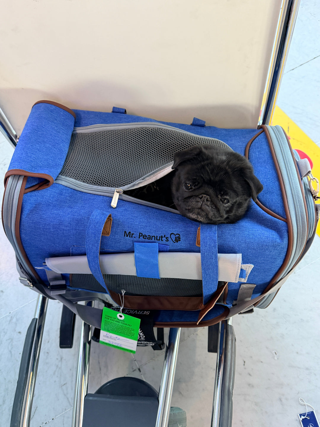 Black Pug in a Mr Peanut's Carrier
