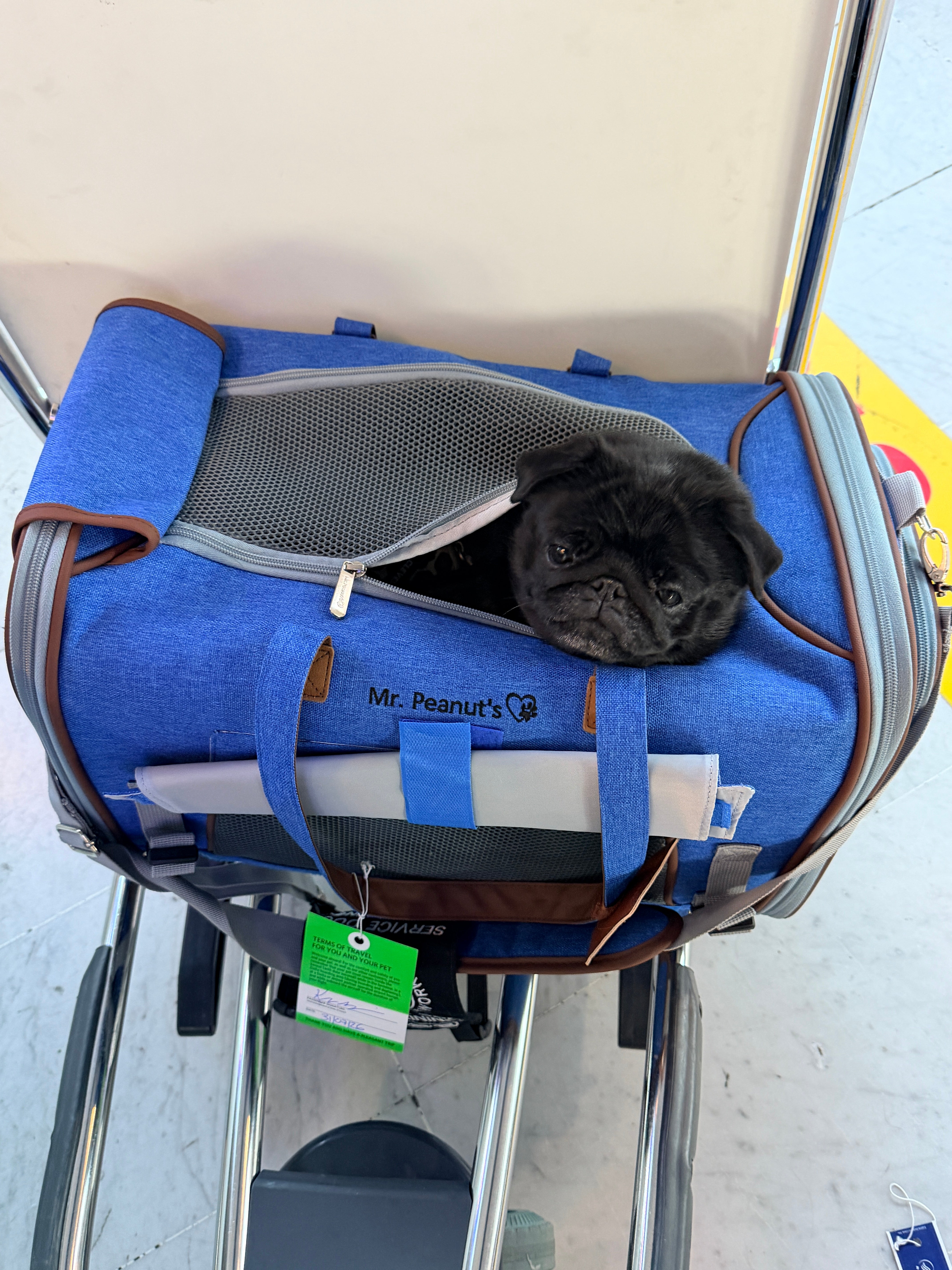 Black Pug in a Mr Peanut's Carrier