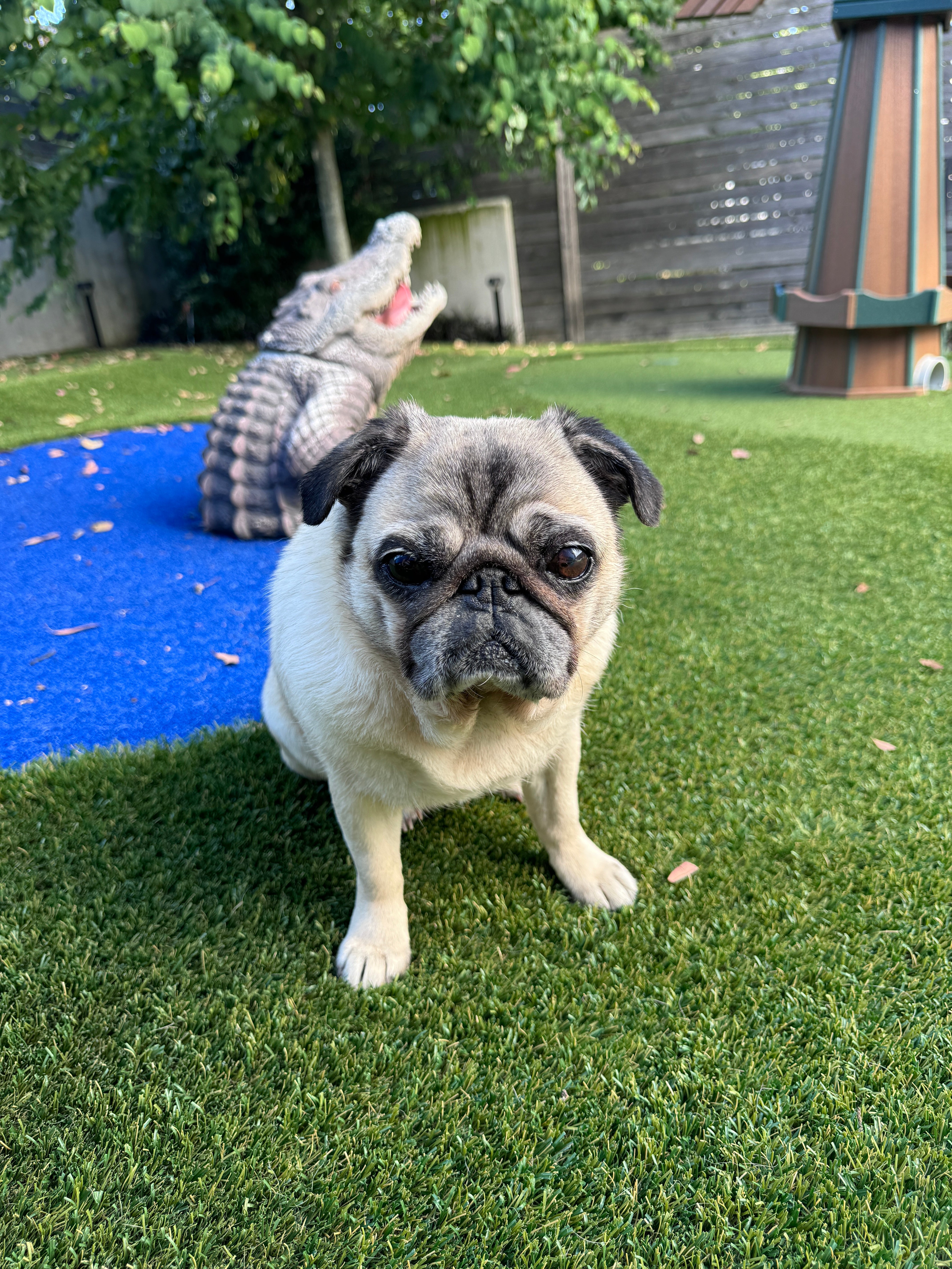 Pug sitting in grass