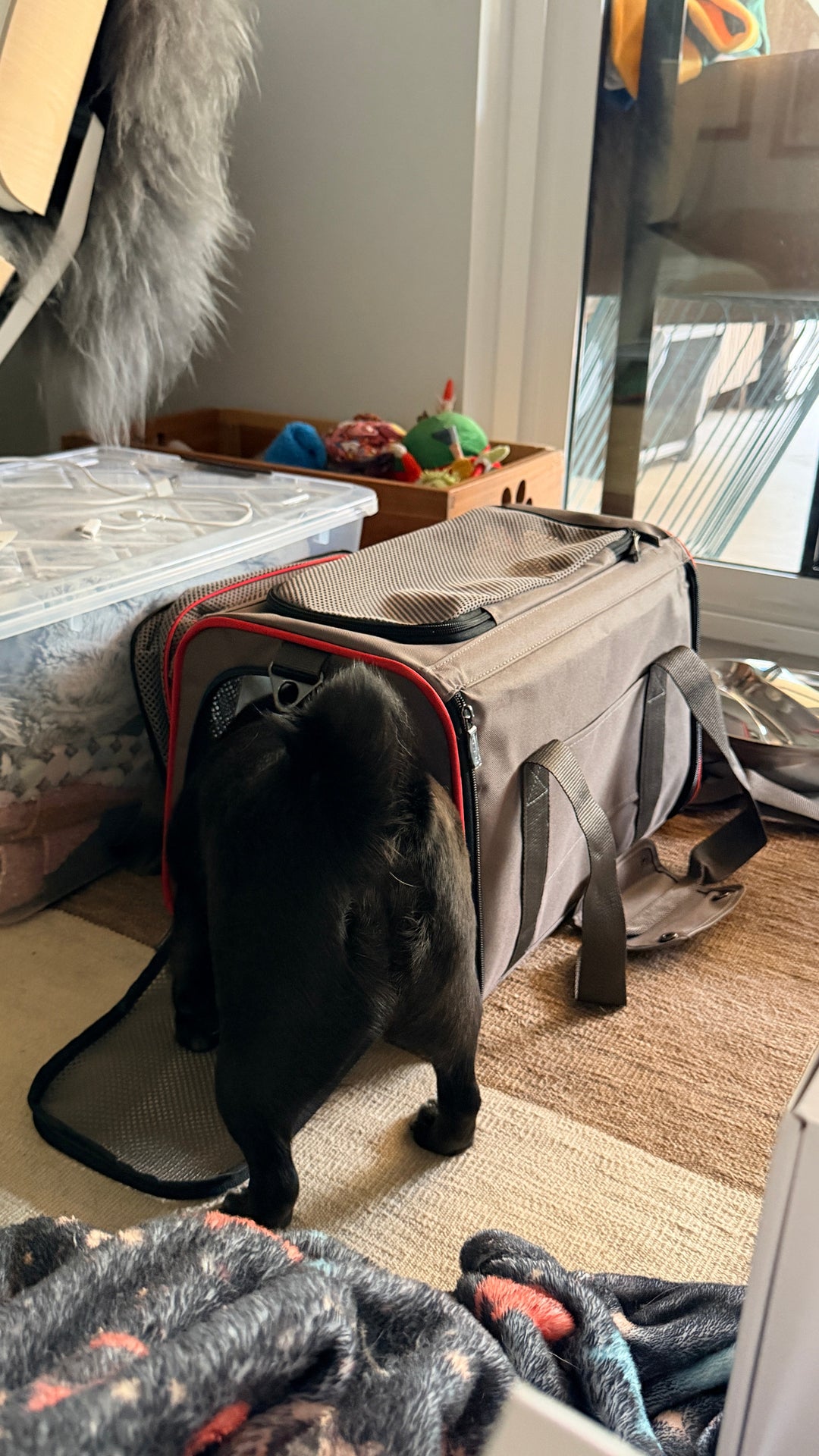 Lyapuff sticking out of her Petsfit carrier