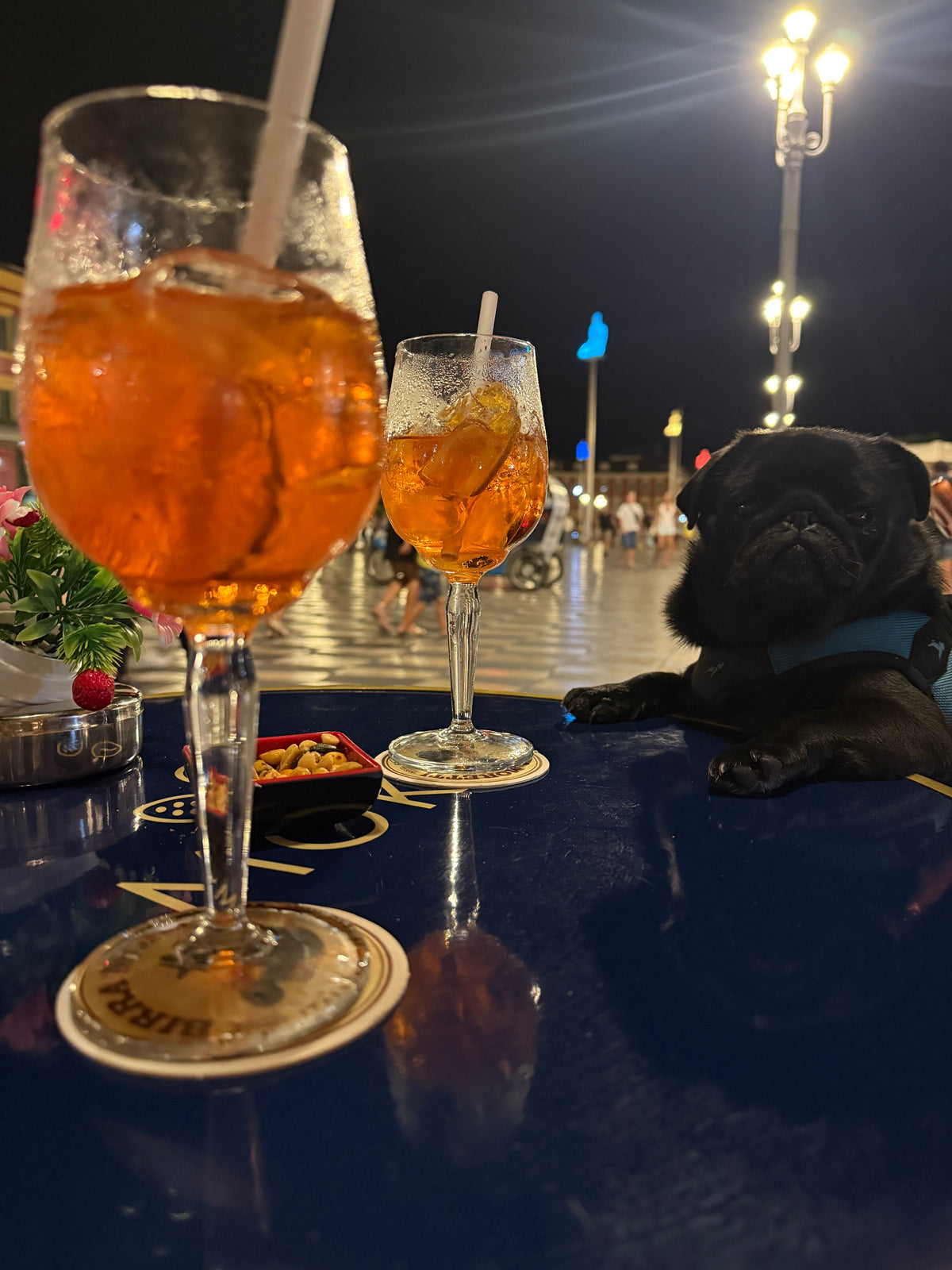 A pug relaxing at a table in Nice, France. Aperol Spritz are on the table.