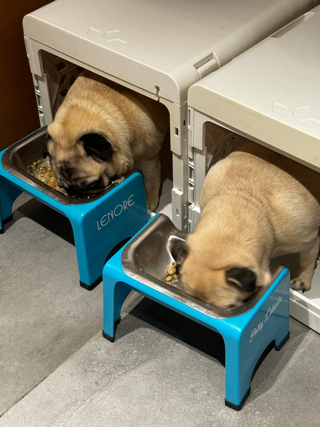 Holiday Gift Guide for Your Pug