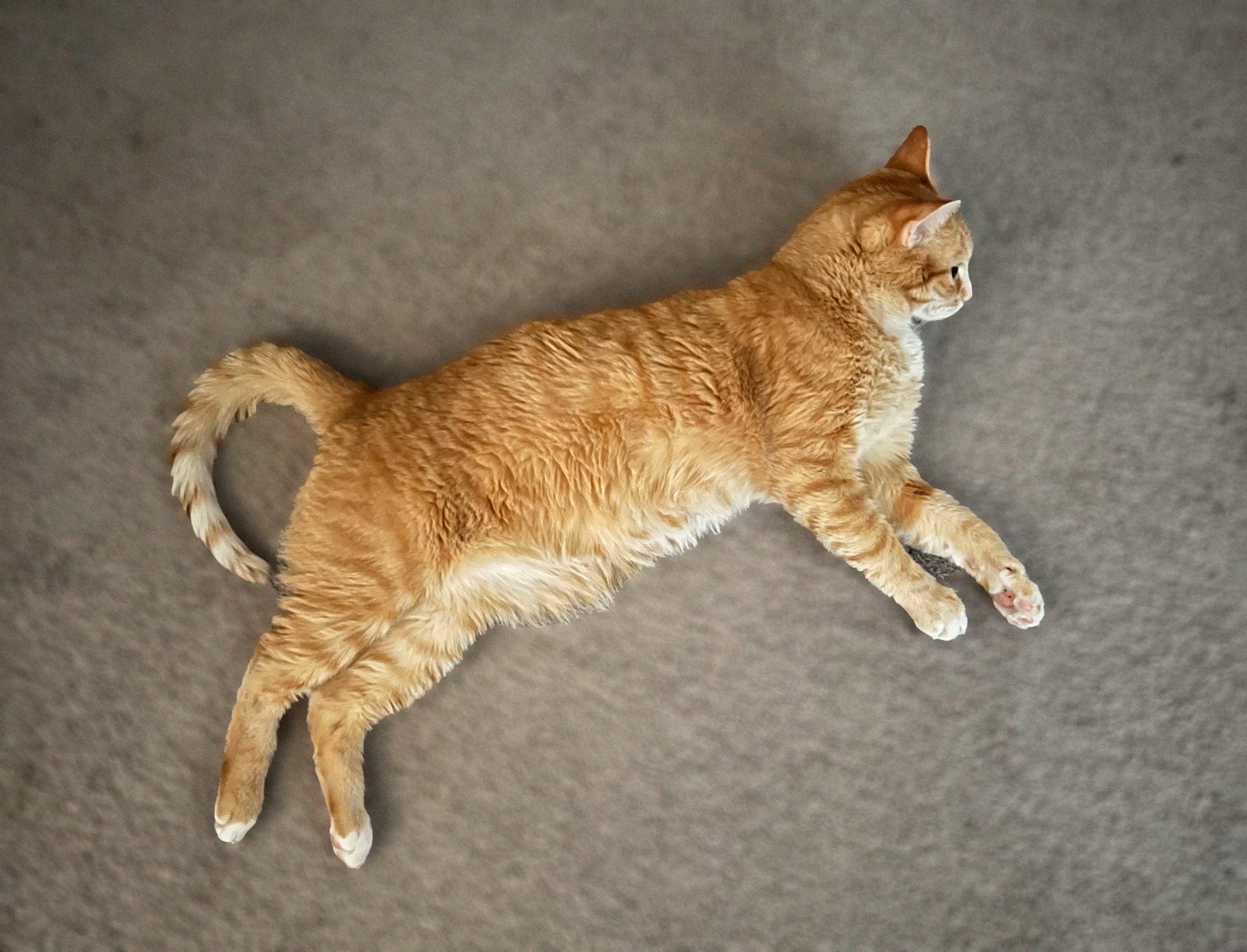 Arlowe, and orange cat, laying on the floor