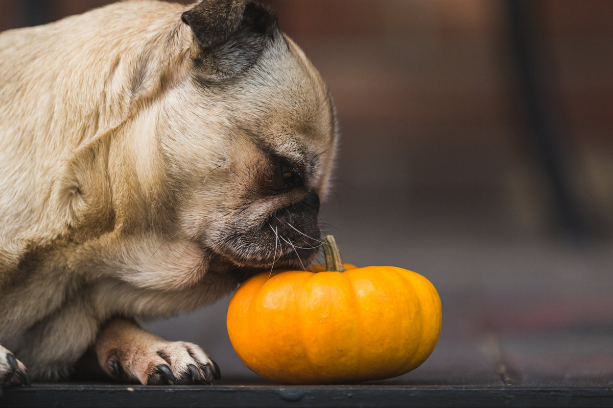 Pumpkin Spice