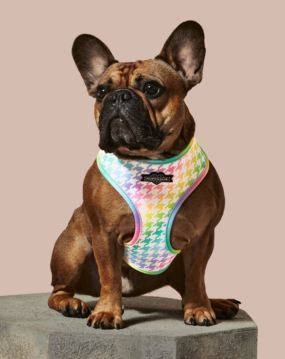 French bulldog wearing the Rainbowtooth harness