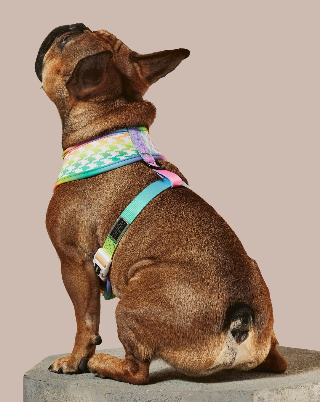 Rainbowtooth Reversible Harness