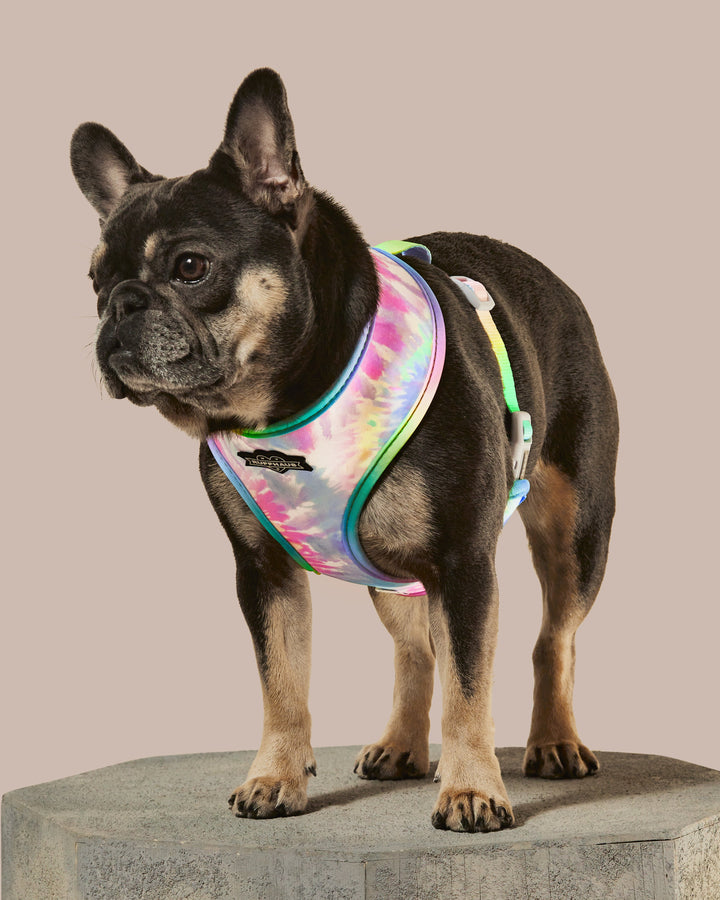 Rainbowtooth Reversible Harness