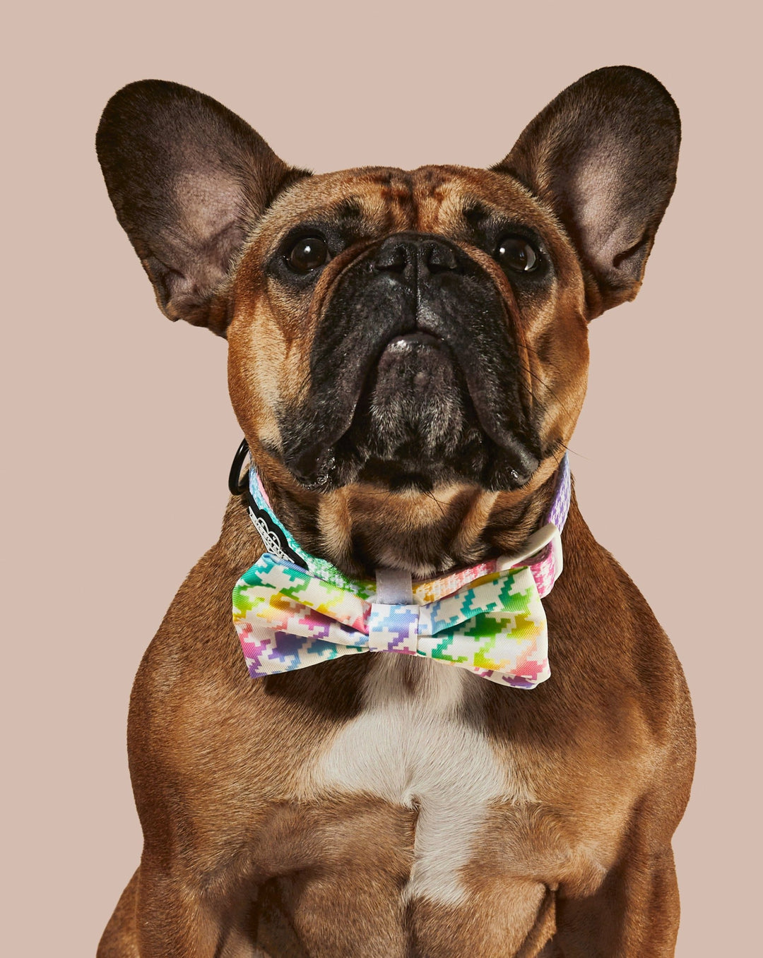 Rainbowtooth Collar &amp; Bowtie