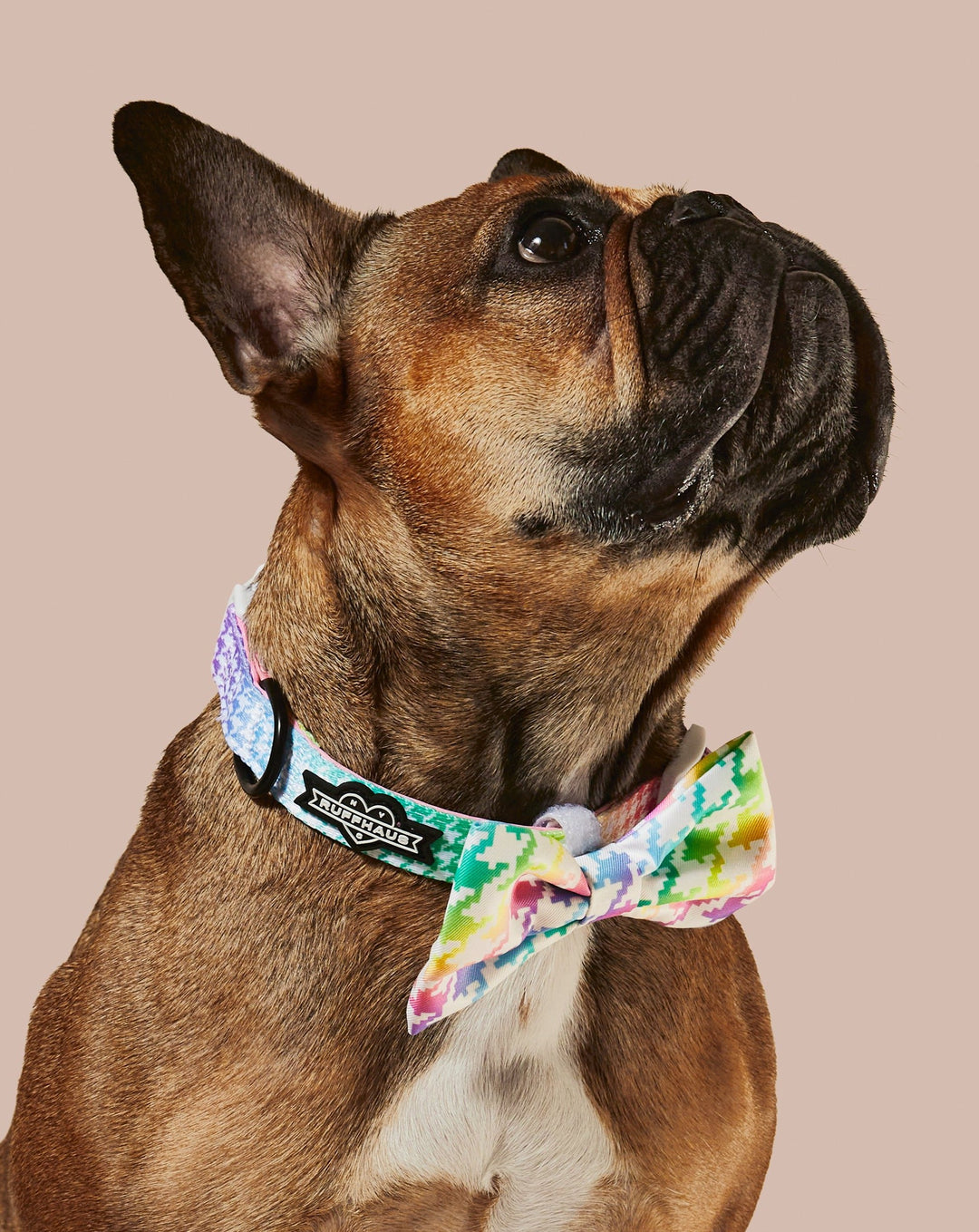 Rainbowtooth Collar &amp; Bowtie