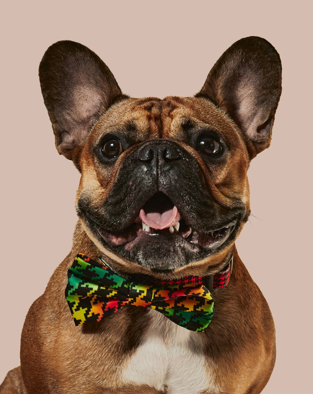 Bless Up Dog Collar &amp; Bowtie