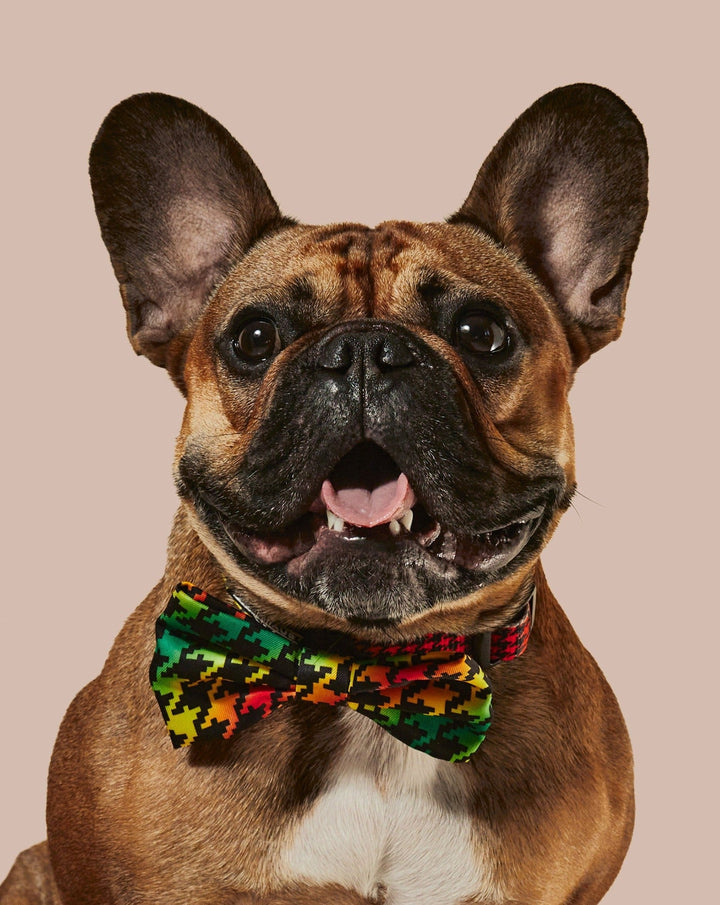 Bless Up Dog Collar &amp; Bowtie