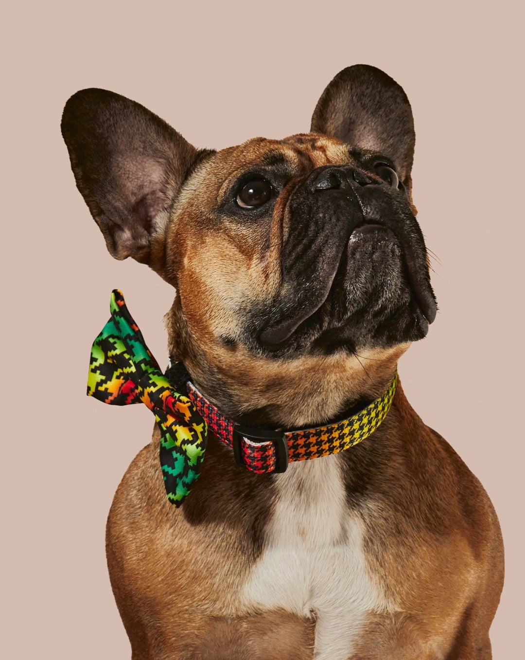 Bless Up Dog Collar &amp; Bowtie