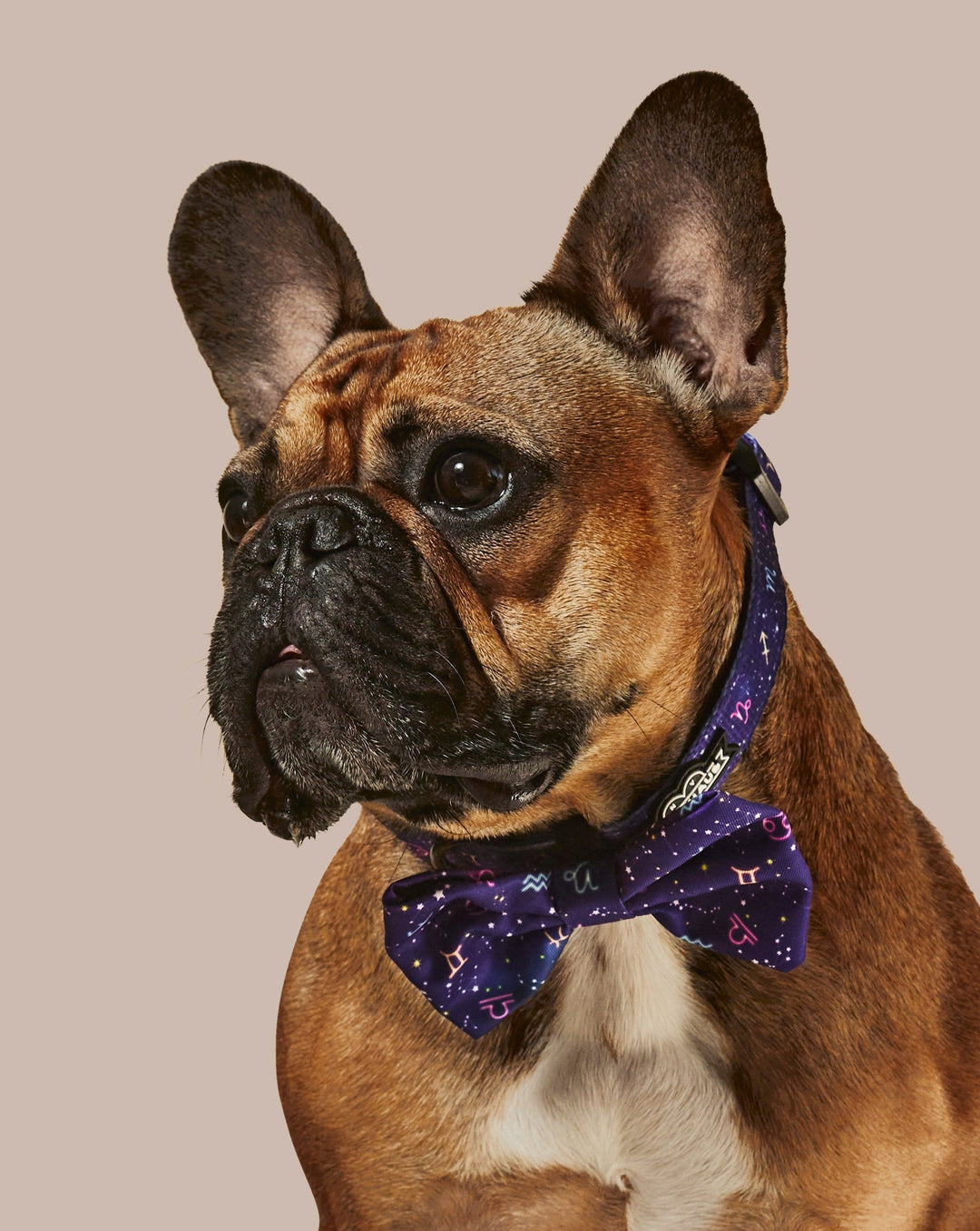 Zodiac Drip Dog Collar &amp; Bowtie