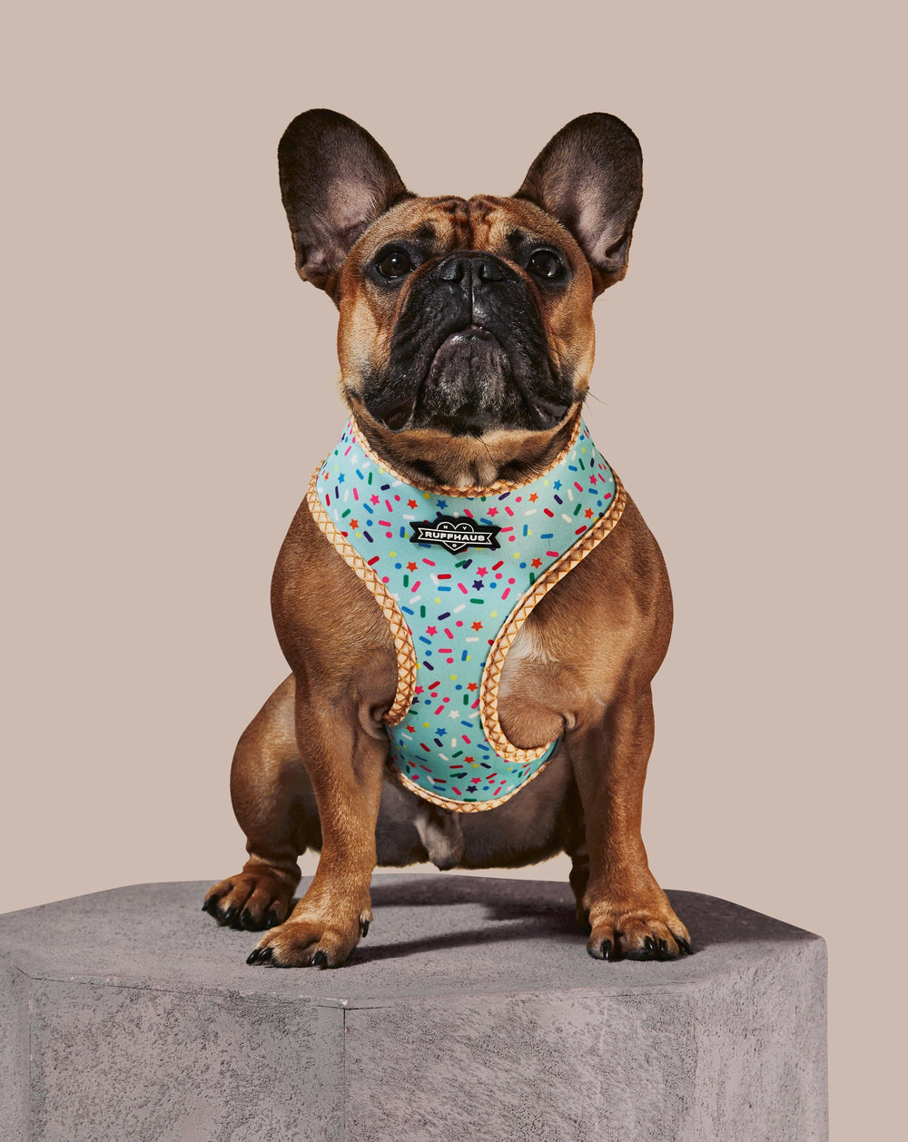 French bulldog wearing the Sprinkle Me Blue harness