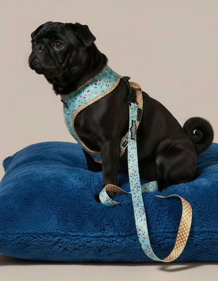Dog wearing a blue harness and leash on a blue pillow with a beige background
