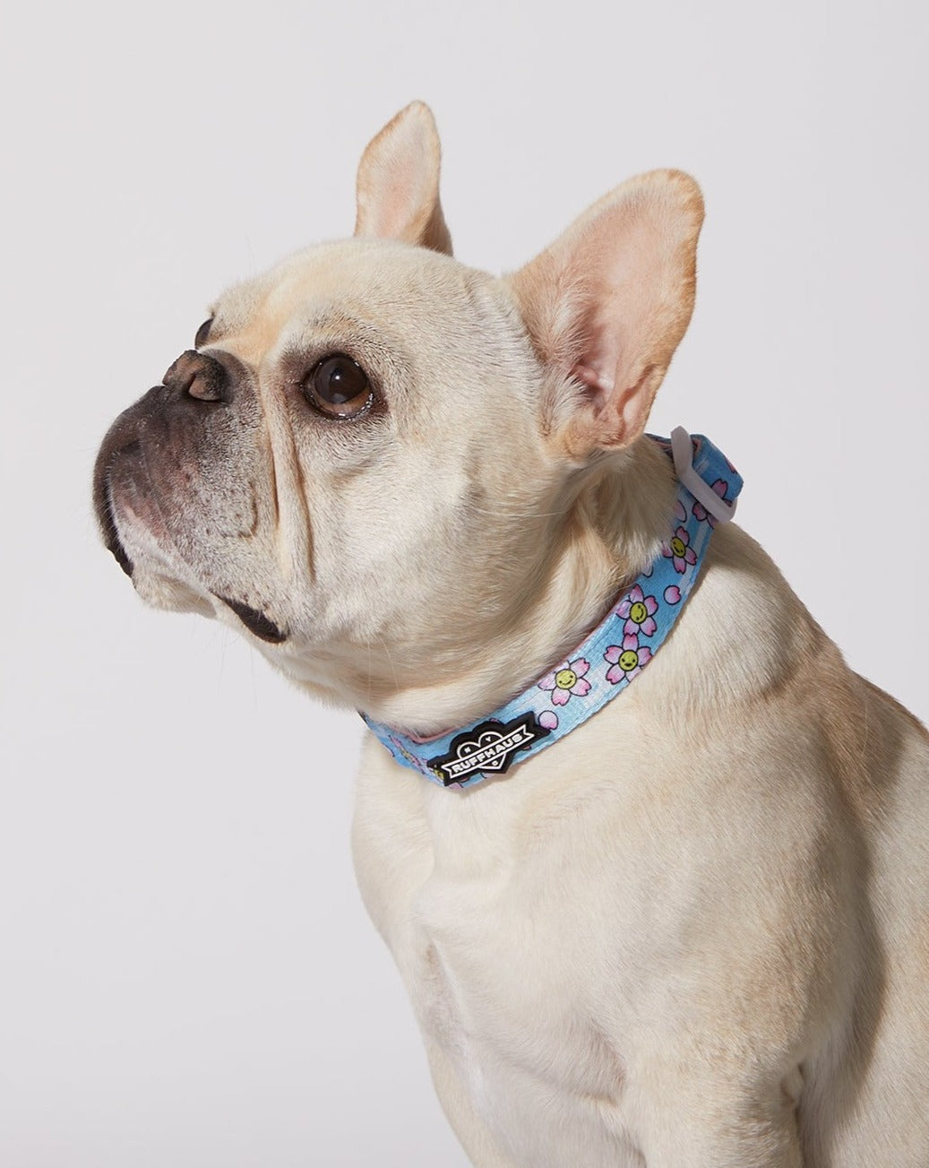 Smiling Sakura Dog Collar &amp; Bowtie