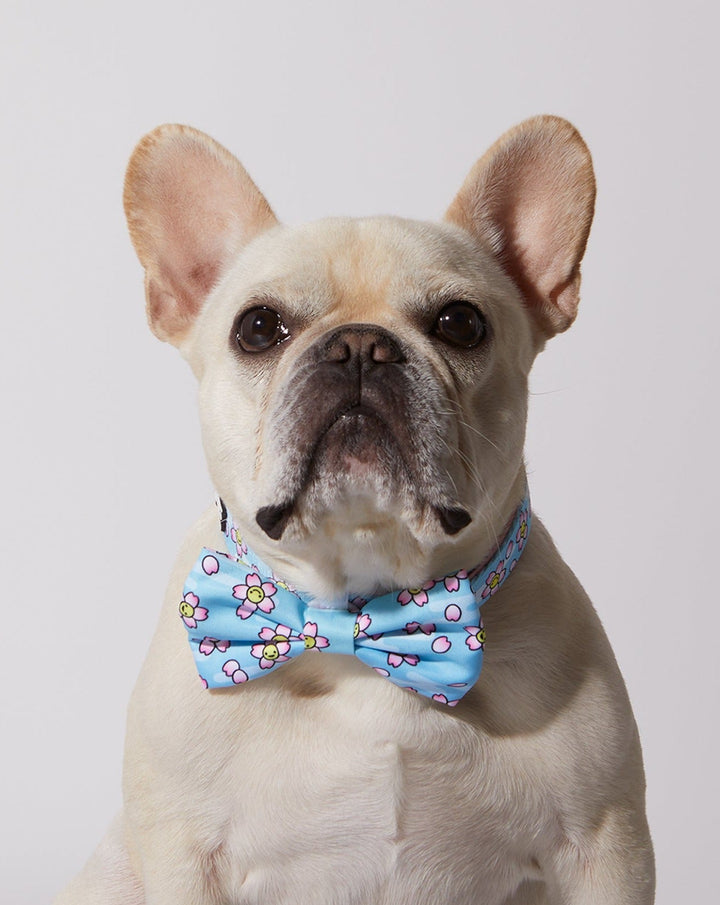 Smiling Sakura Dog Collar &amp; Bowtie
