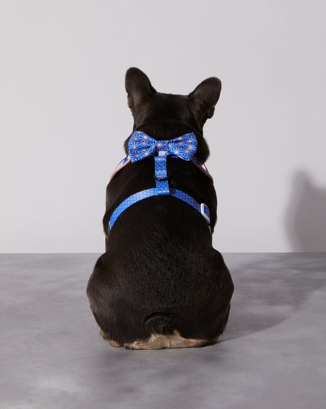 Asanoha Dog Collar &amp; Bowtie