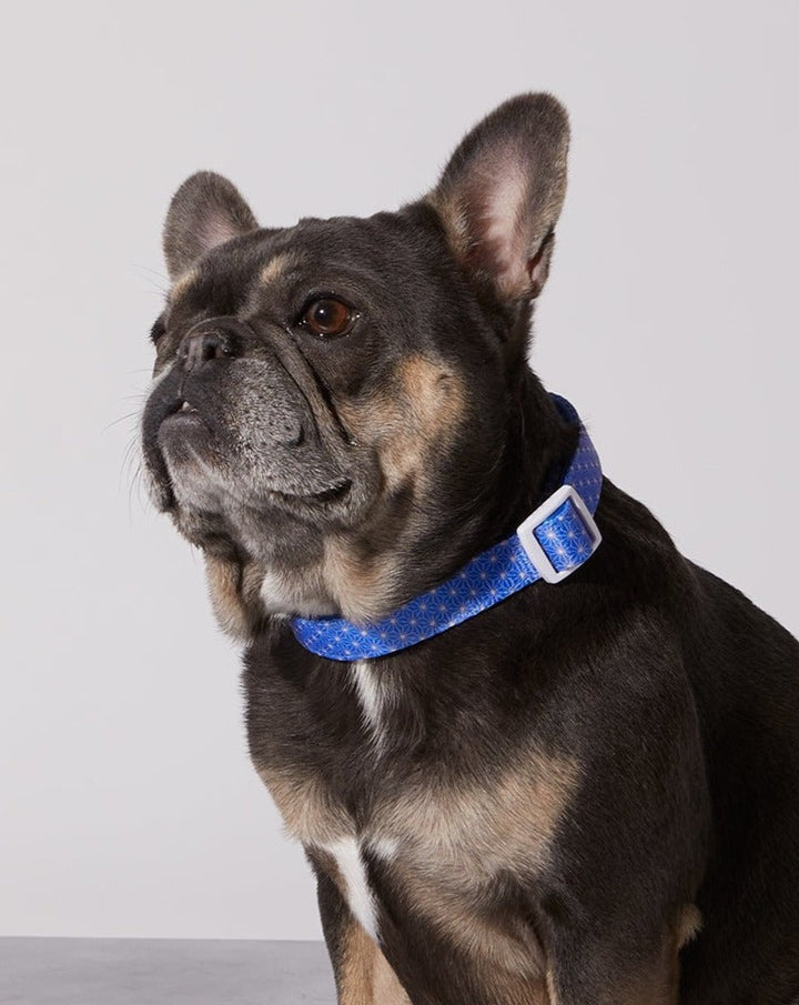 Asanoha Dog Collar &amp; Bowtie