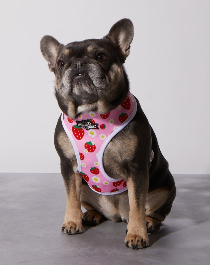 Strawberry Milk Reversible Harness