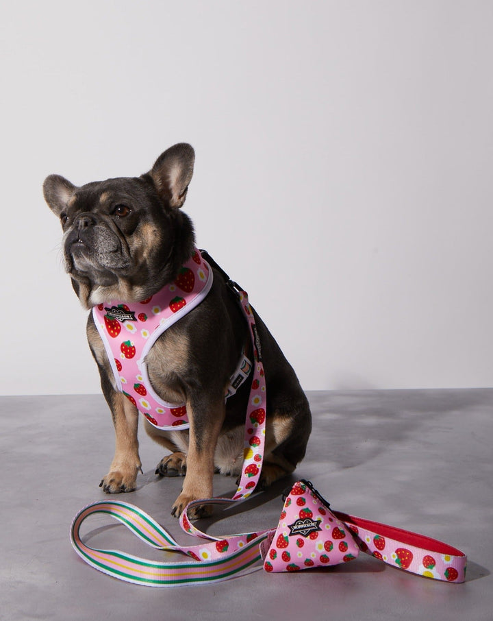 Strawberry Milk Reversible Harness