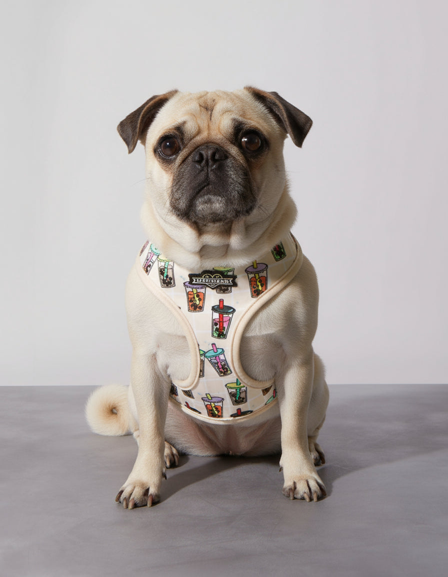 Dog wearing a colorful harness on a plain background