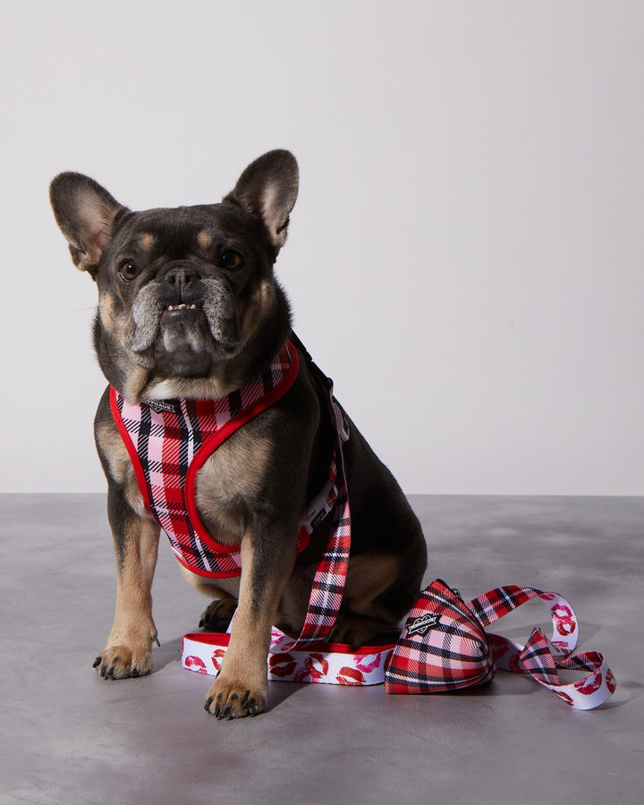 Smooch My Pooch Dog Leash