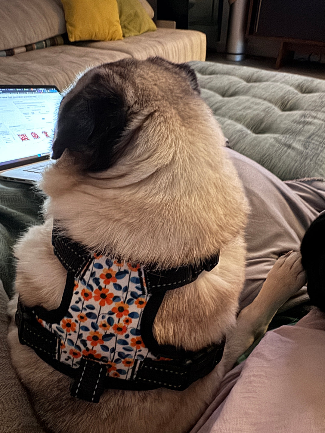 Midcentury Orange Floral Dog Harness