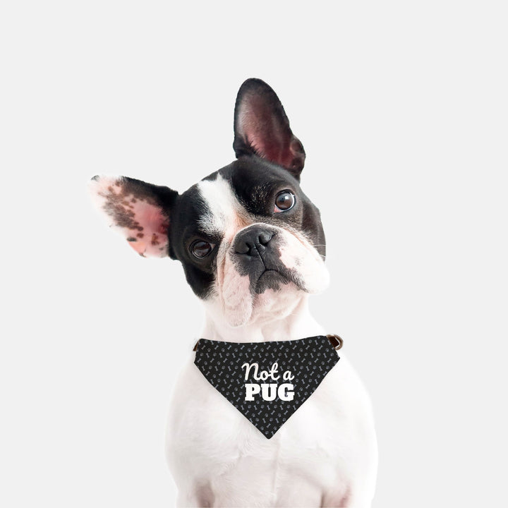 Not a Pug Pet Bandana Collar