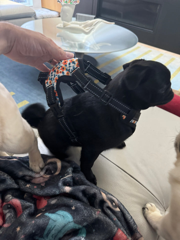 Midcentury Orange Floral Dog Harness