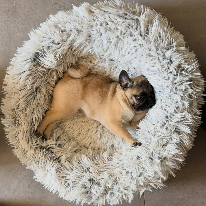 A fawn and black pug dog lying inside a round, fluffy white faux fur pet bed on a beige carpet.