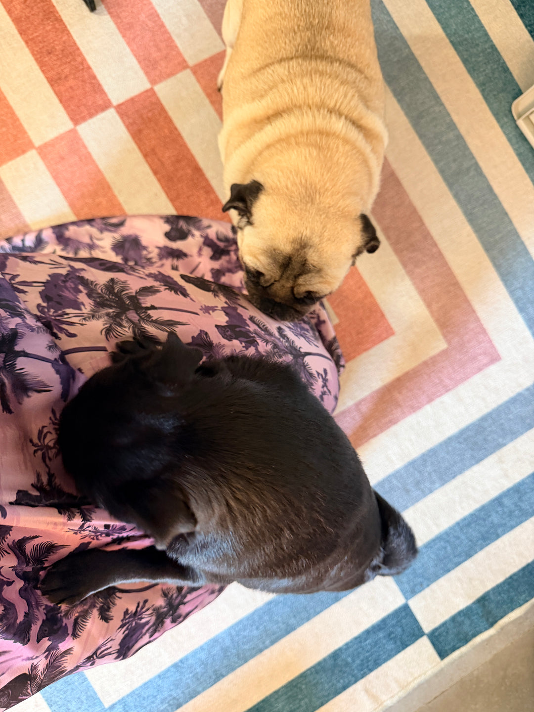 Gothic Pug Backless Halter Dress