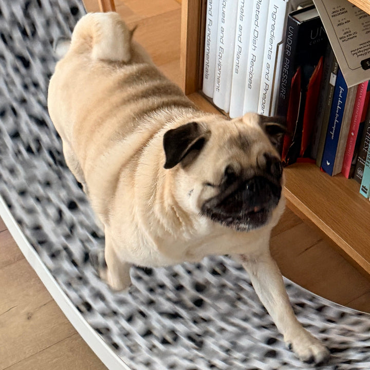 A pug dog runs up a curved white cat wheel with a black-and-white spotted patterned carpet in a home setting next to a wooden bookshelf.