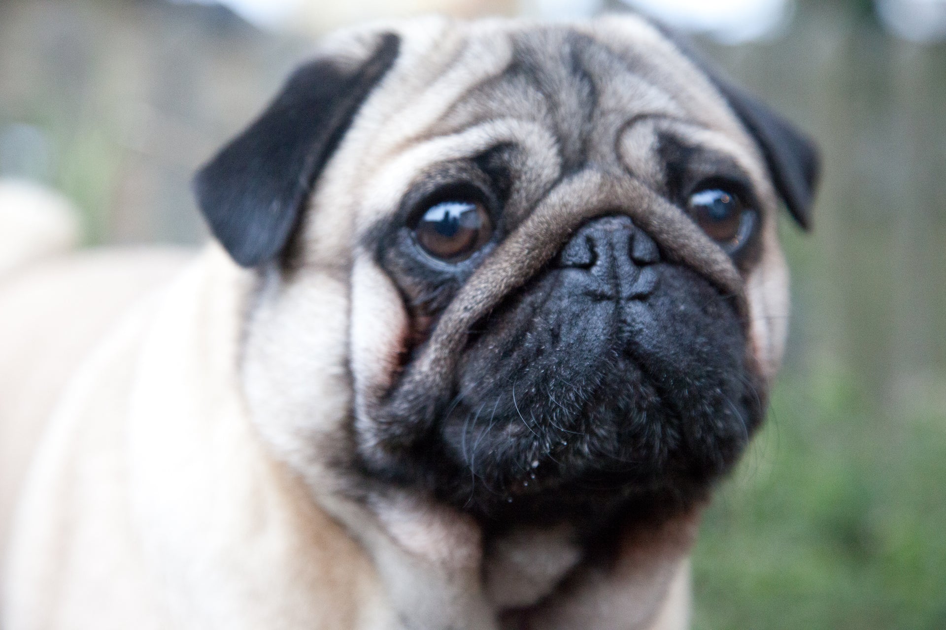 Pug Life: Discover Exclusive Pug Products and Accessories