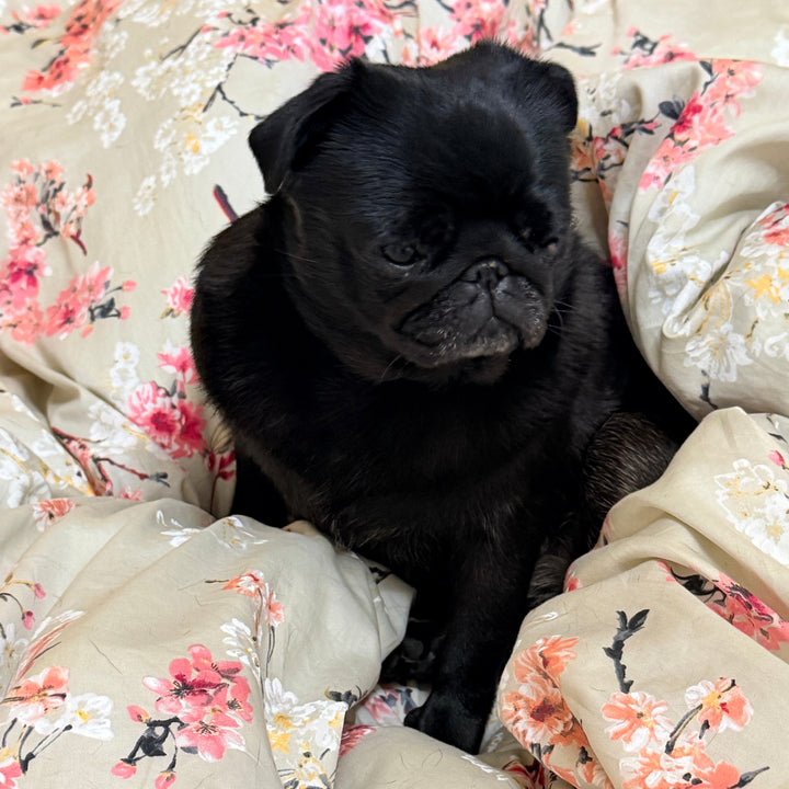 A small black pug puppy sitting on a beige floral duvet cover with pink and white flowers.