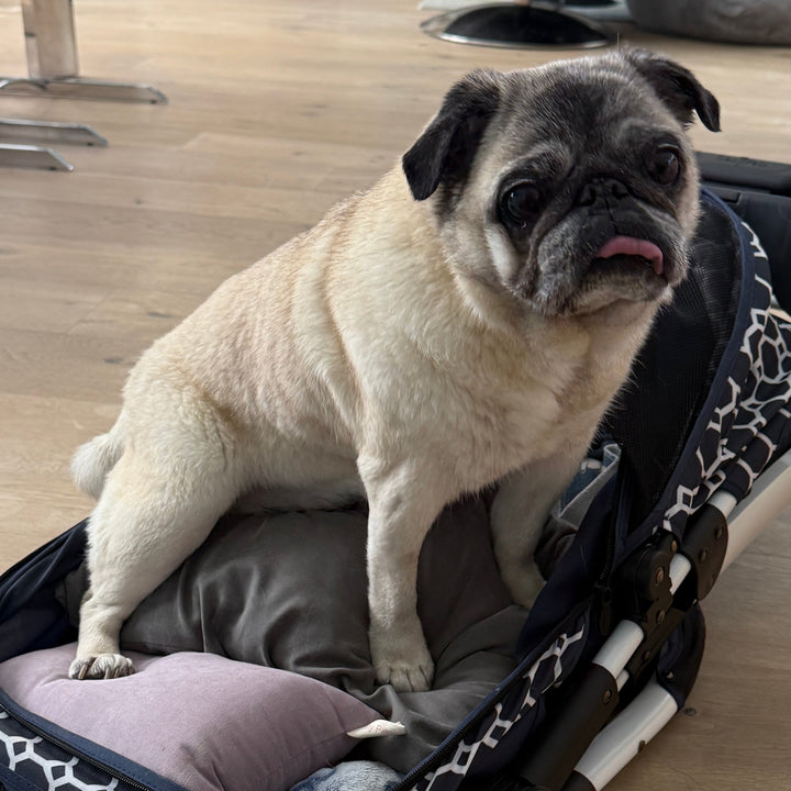 A pug dog sitting in a black stroller-style pet bed with patterned trim, placed on a light wood floor in a living room with furniture visible in the background.