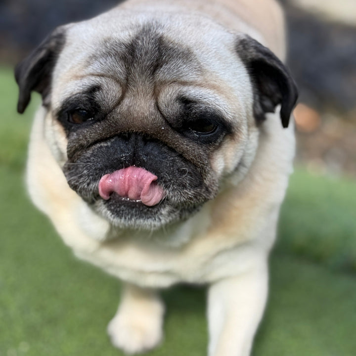 A close-up shot of a fawn pug dog licking its lips while walking on green grass.
