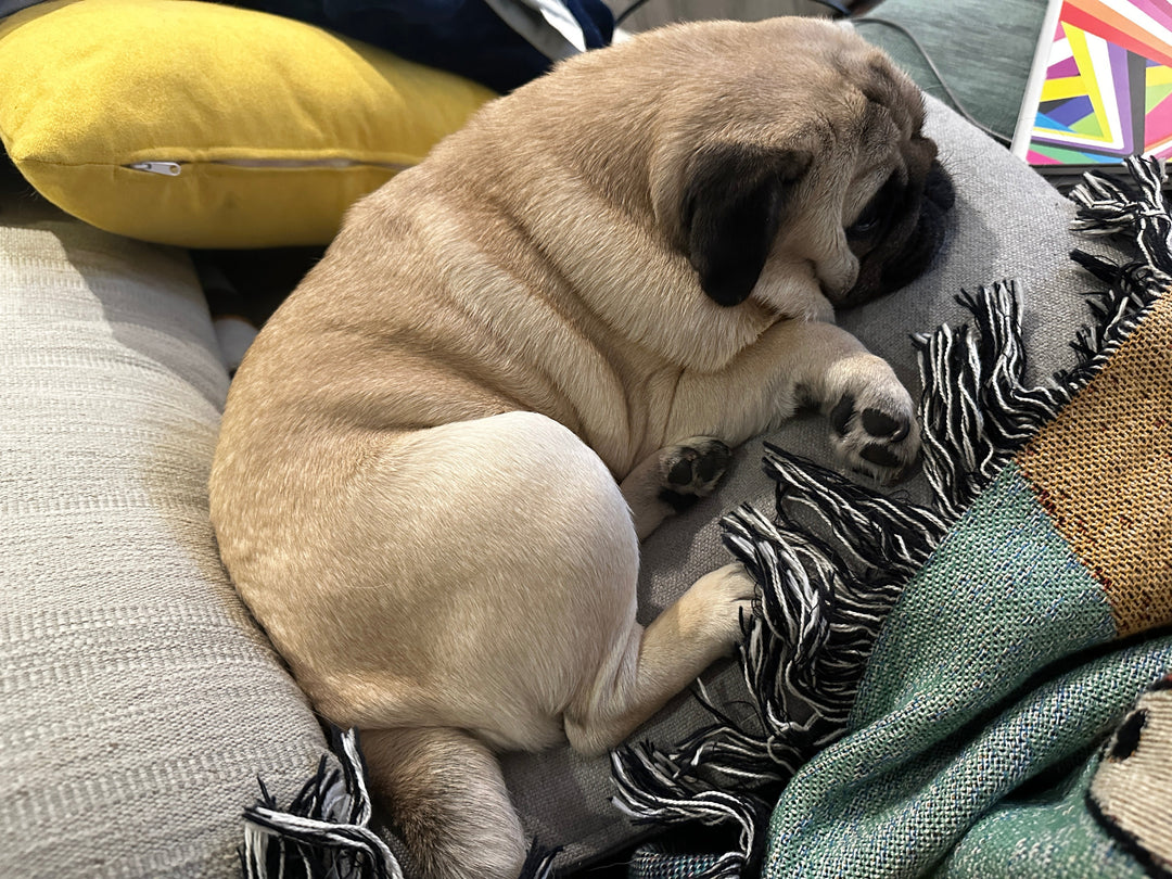 Burst of Pug Butt Woven Blanket Pug Life